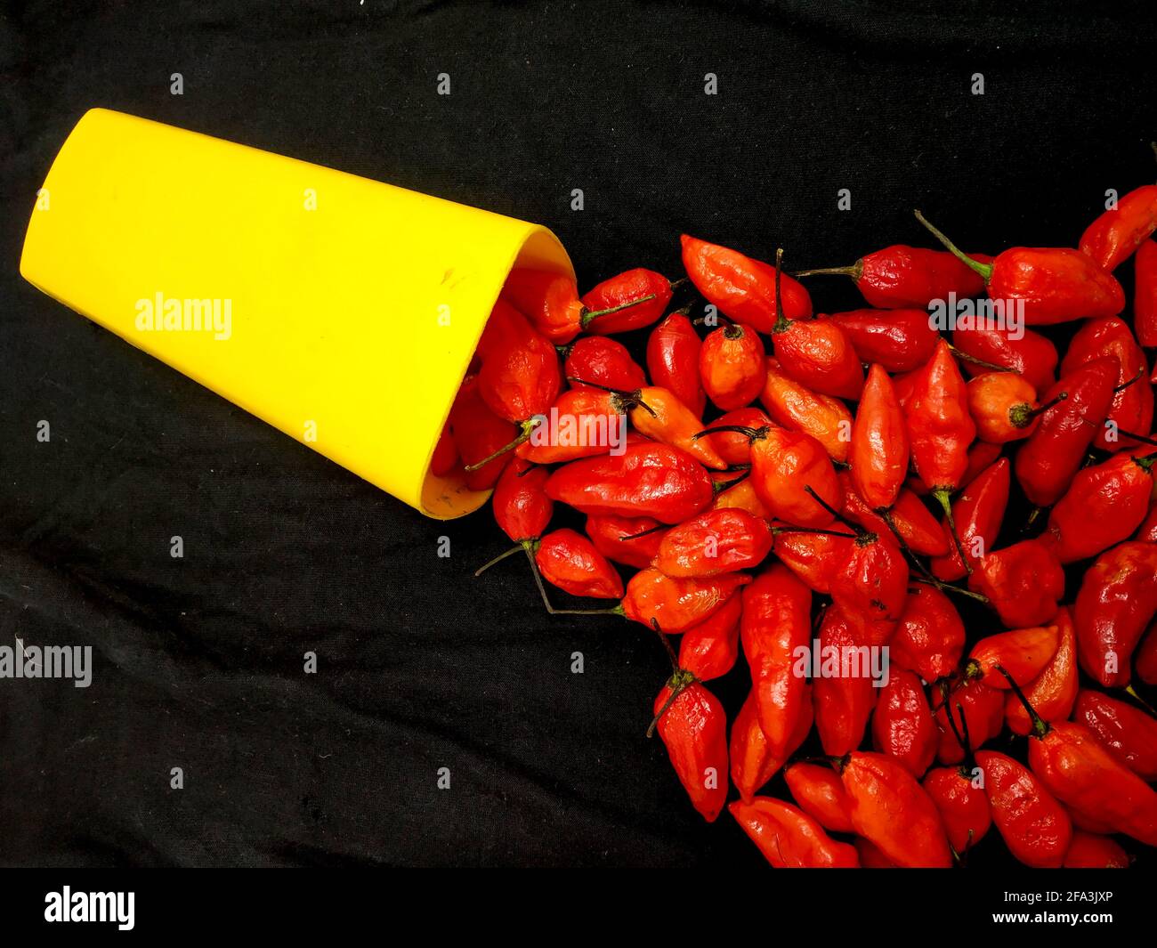 bhut jolokia ghost pepper is coming out of a mug on black background.ghost pepper ( bhut jolokia ) border on black cloth texture background. Stock Photo