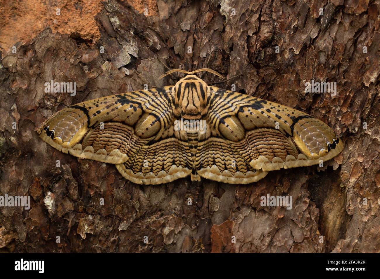 Owl moth Stock Photo