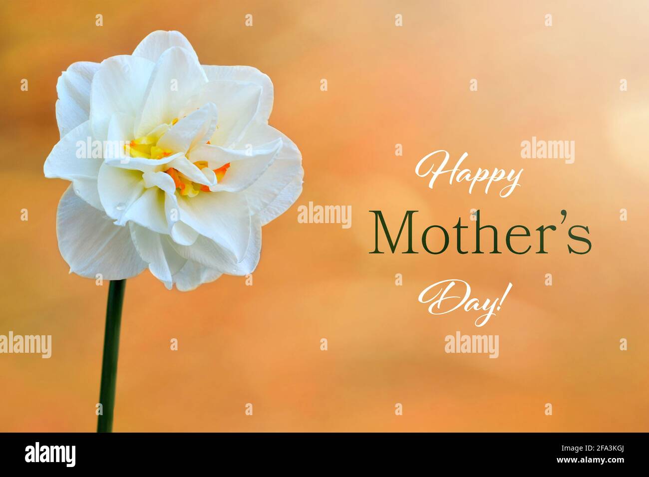 Happy Mothers Day greeting card with daffodil flower Stock Photo