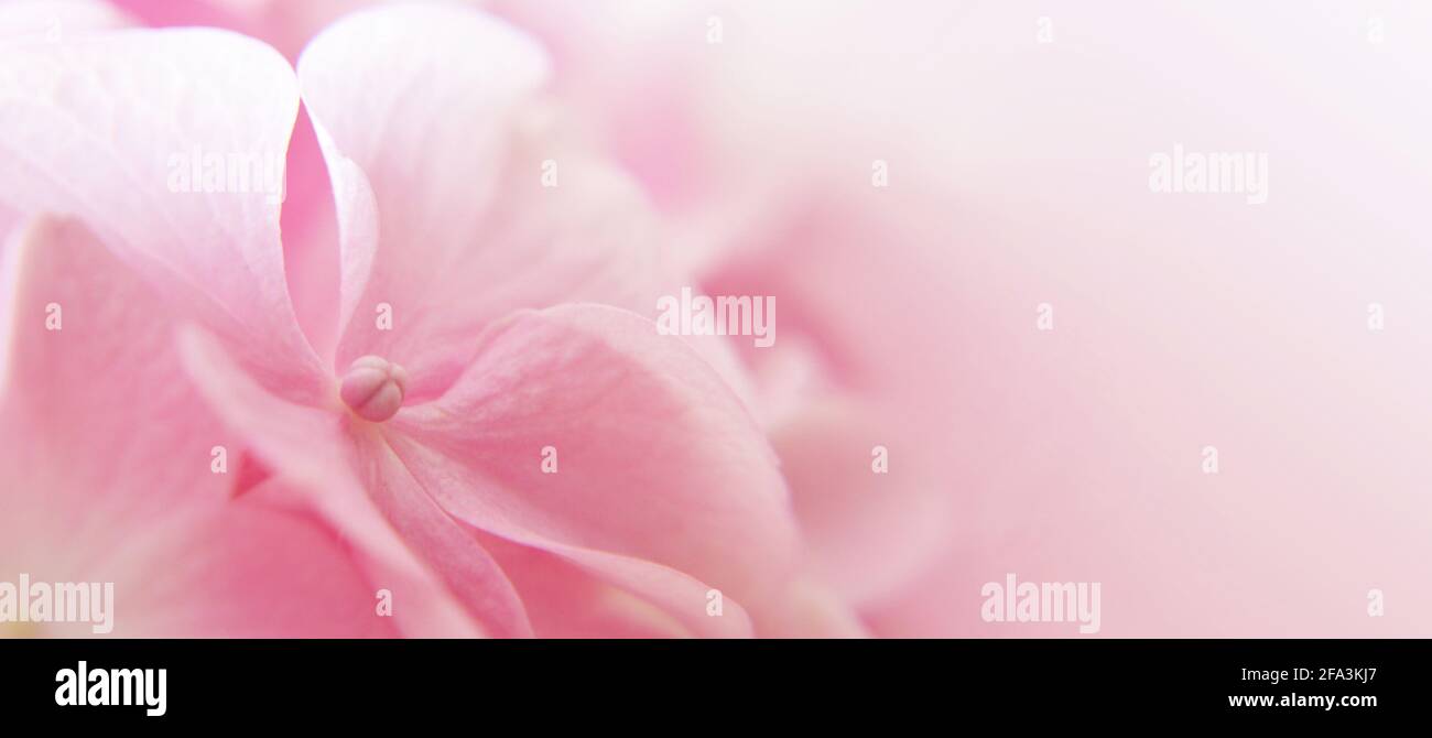 Abstract floral blurred background or banner with copy space Stock Photo