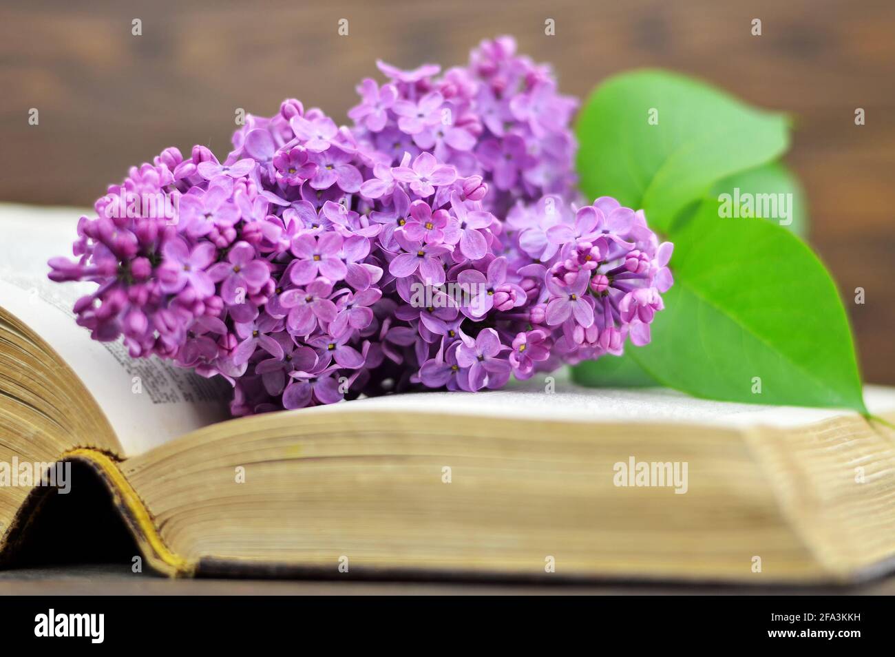 Lilac flower on open book Stock Photo