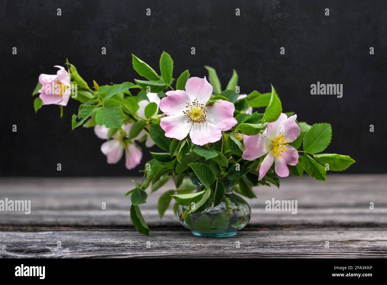 Still life with wild roses in vase on dark grunge background Stock Photo