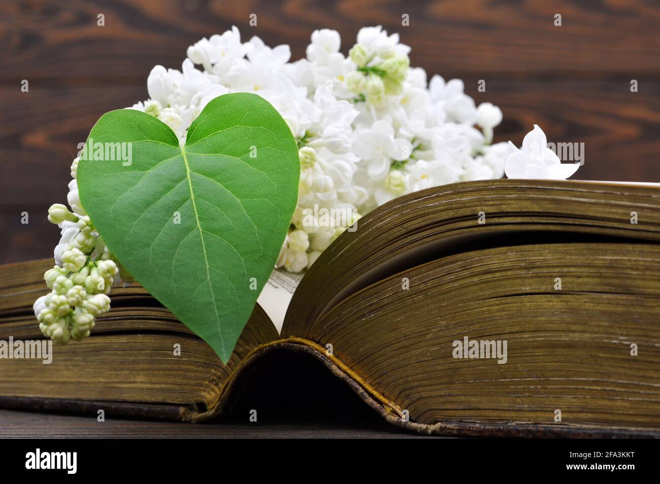Mothers Day card with with heart shaped leaf, white lilac flower and open old book Stock Photo