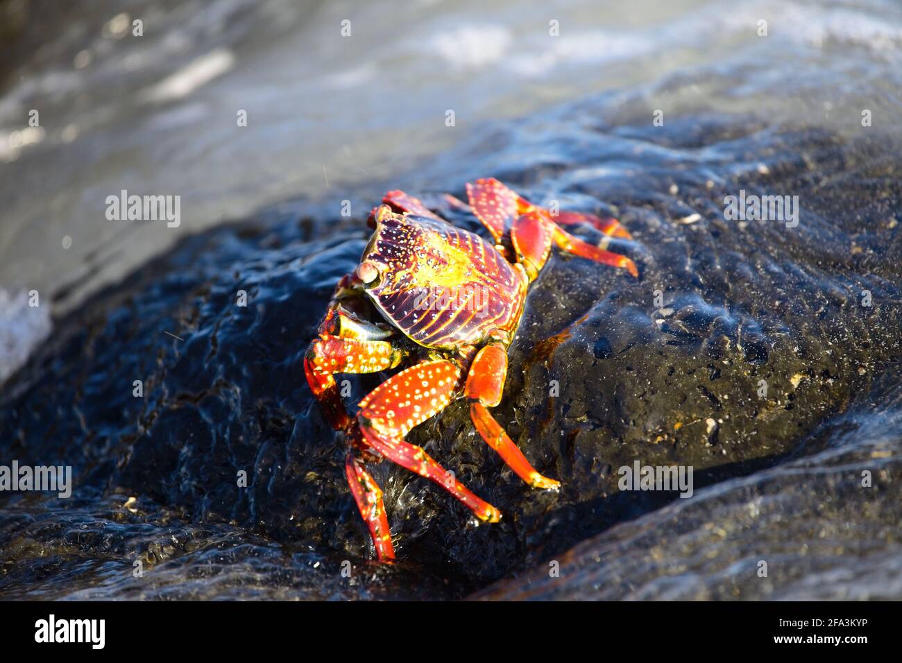 Sally hunting hi-res stock photography and images - Alamy