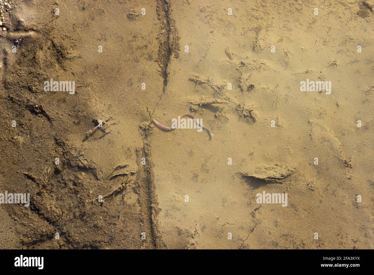 Top view of a long earthworm lies in a rain puddle Stock Photo