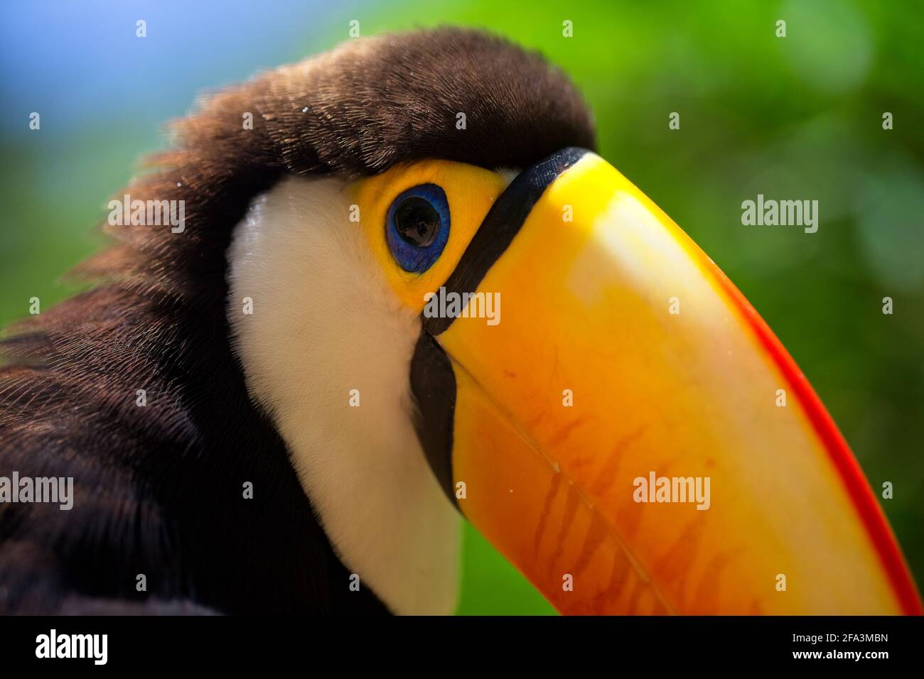 Toucan Cartoon High Resolution Stock Photography And Images Alamy Toucan Cartoon High Resolution Stock Photography And Images Alamy