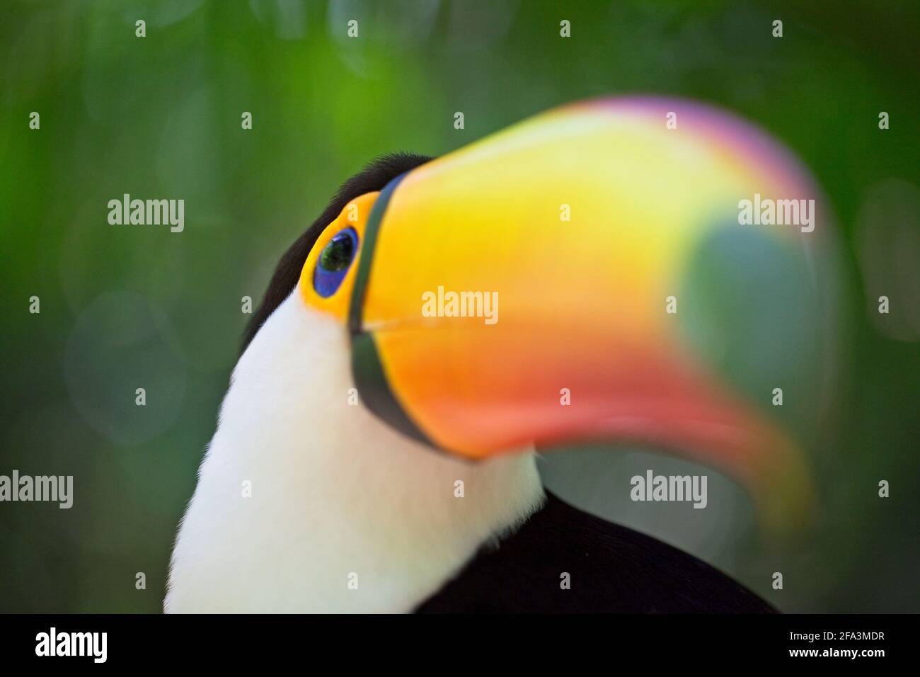 Toucan Cartoon High Resolution Stock Photography And Images Alamy Toucan Cartoon High Resolution Stock Photography And Images Alamy