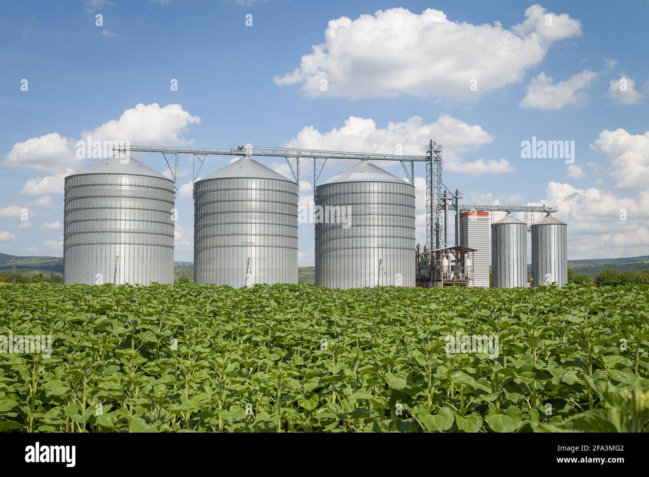 Agricultural Silo, foreground sunflower plantations - Building Exterior, Storage and drying of grains, wheat, corn, soy, sunflower against the blue sk Stock Photo
