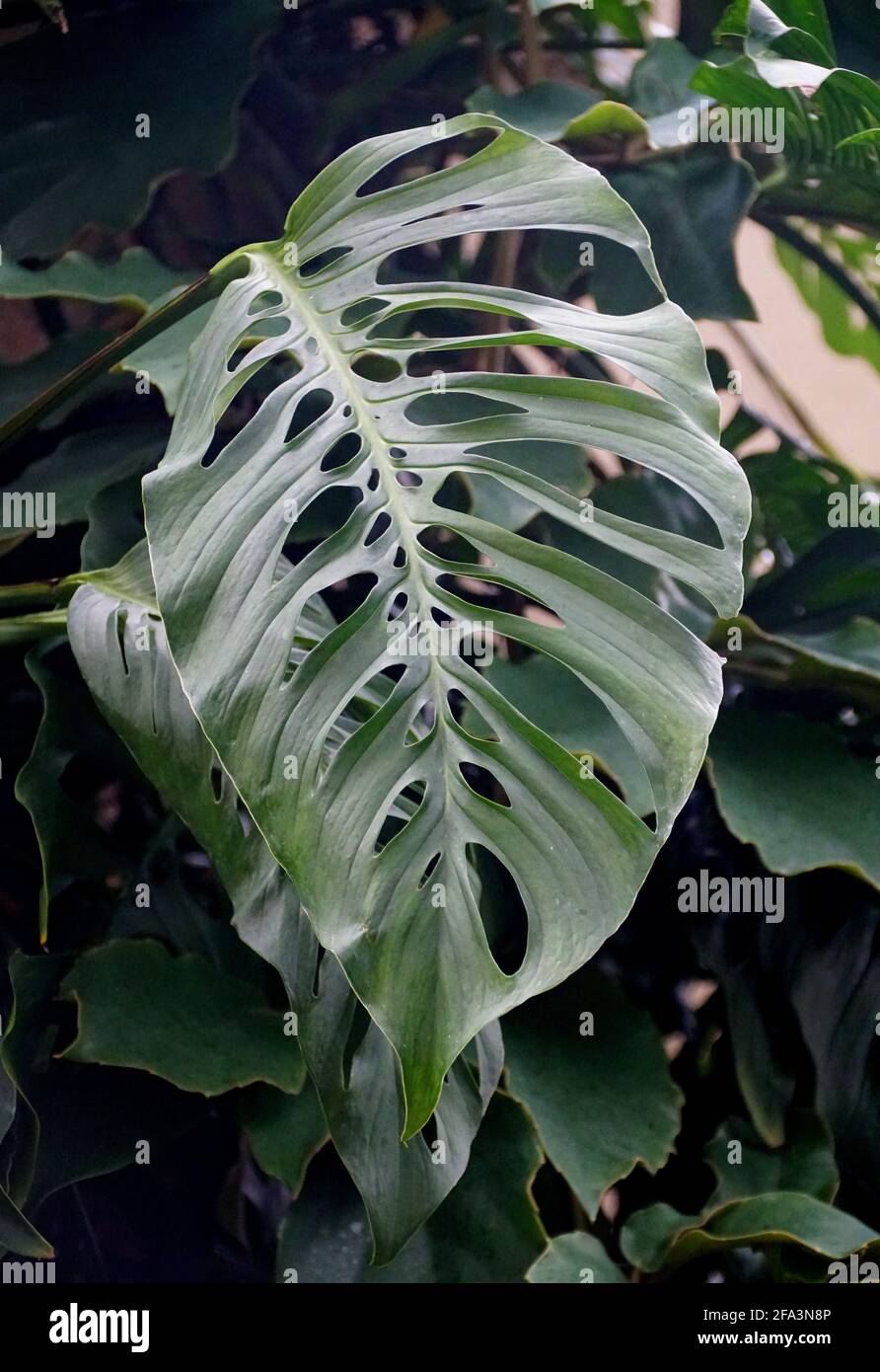 philodendron warscewiczii Philodendron warscewiczii