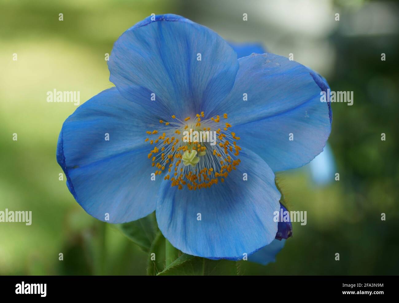 Close up of a beautiful Blue Poppy 'Lingholm' flower at full bloom Stock Photo