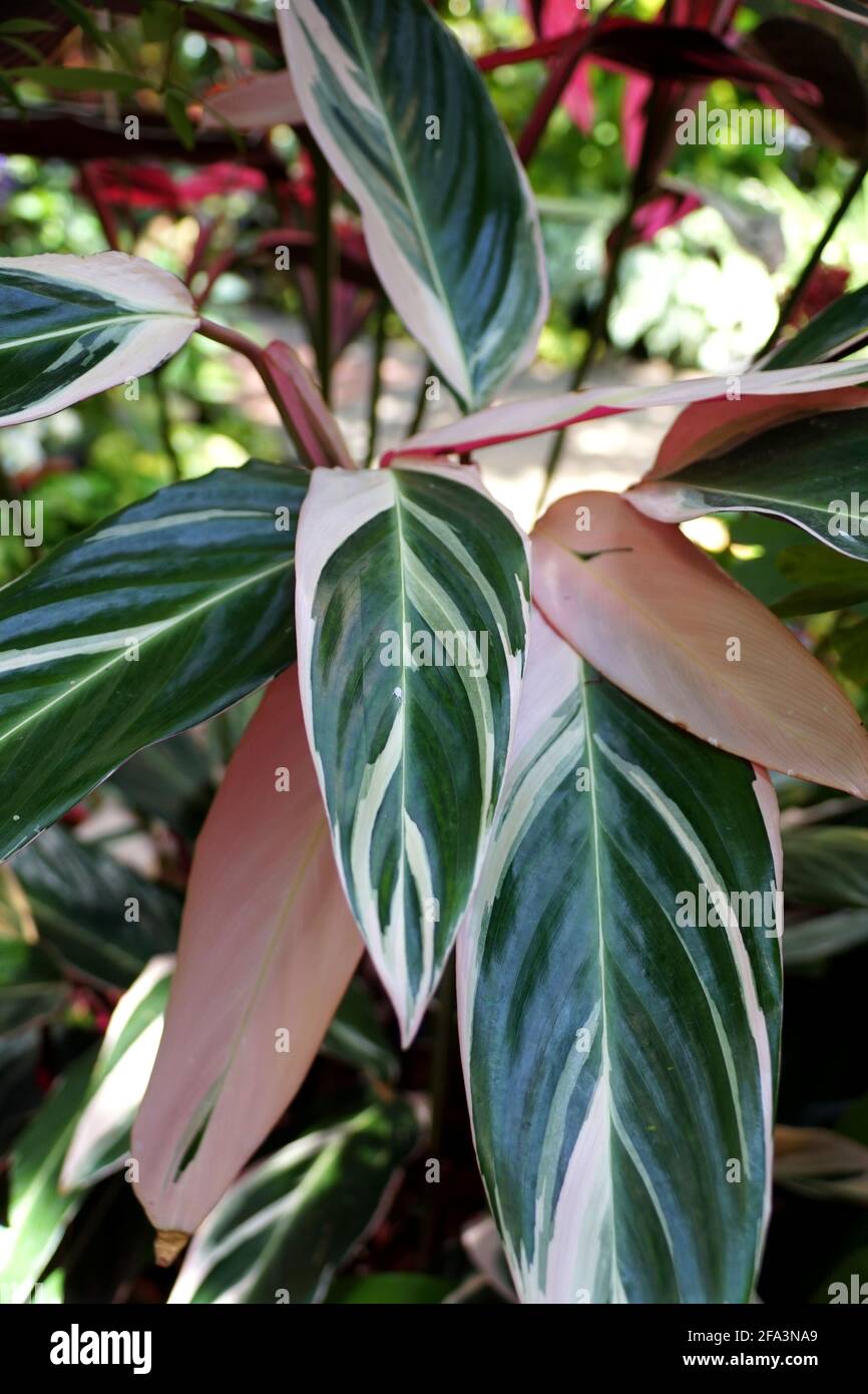 The white and green variegated leaves of Stromanthe Sanguinea Triostar Stock Photo