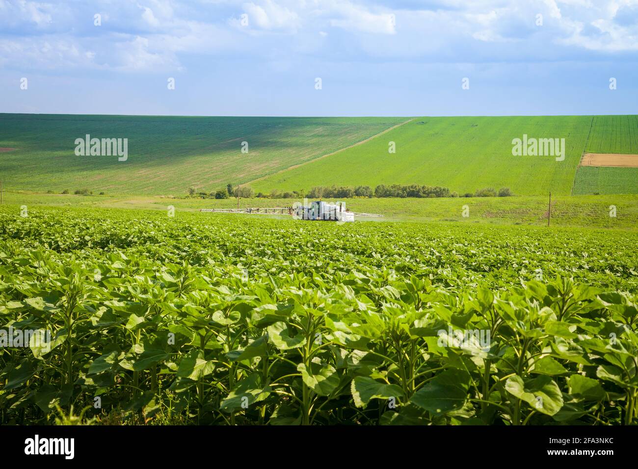 Agricultural processing sunflower array with machine against parasites and diseases Stock Photo