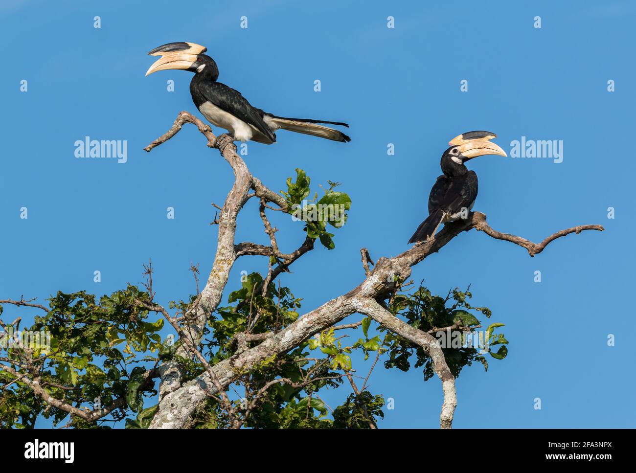 couple of wild asian hornbills sitting on branch at yala national park in march 2021 Stock Photo