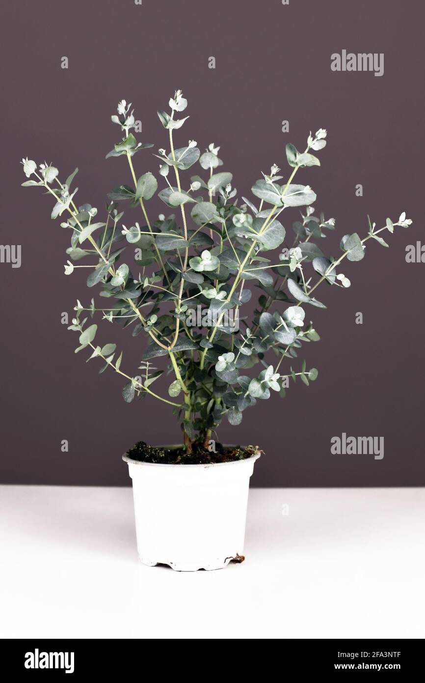 Potted Eucalyptus plant on white table in front of gray wall Stock Photo