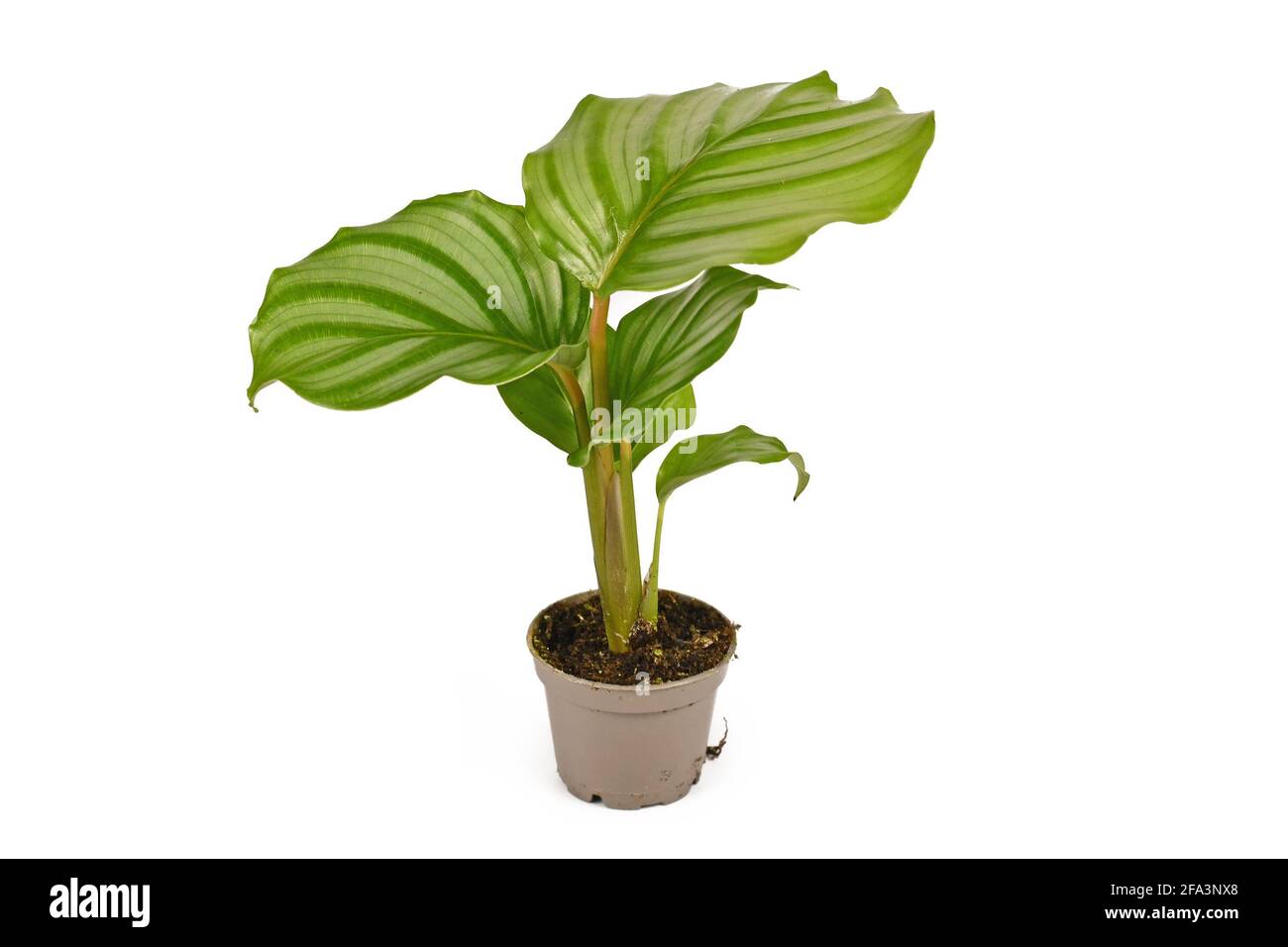 Exotic 'Goeppertia Orbifolia' houseplant with large round leaves with