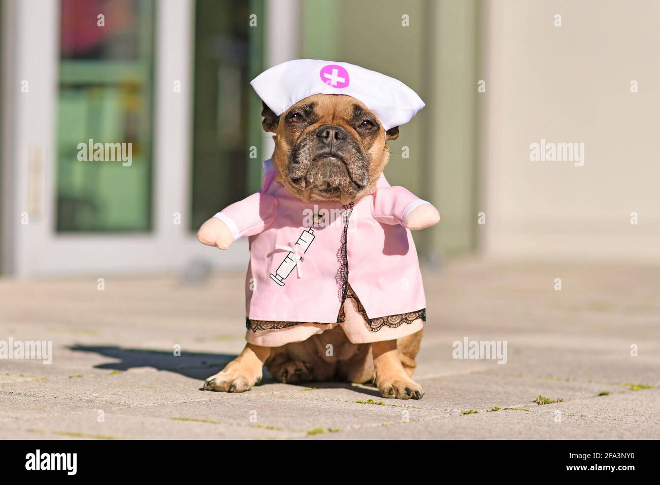 French Bulldog dog dressed up with pink nurse costume with fake arms Stock Photo