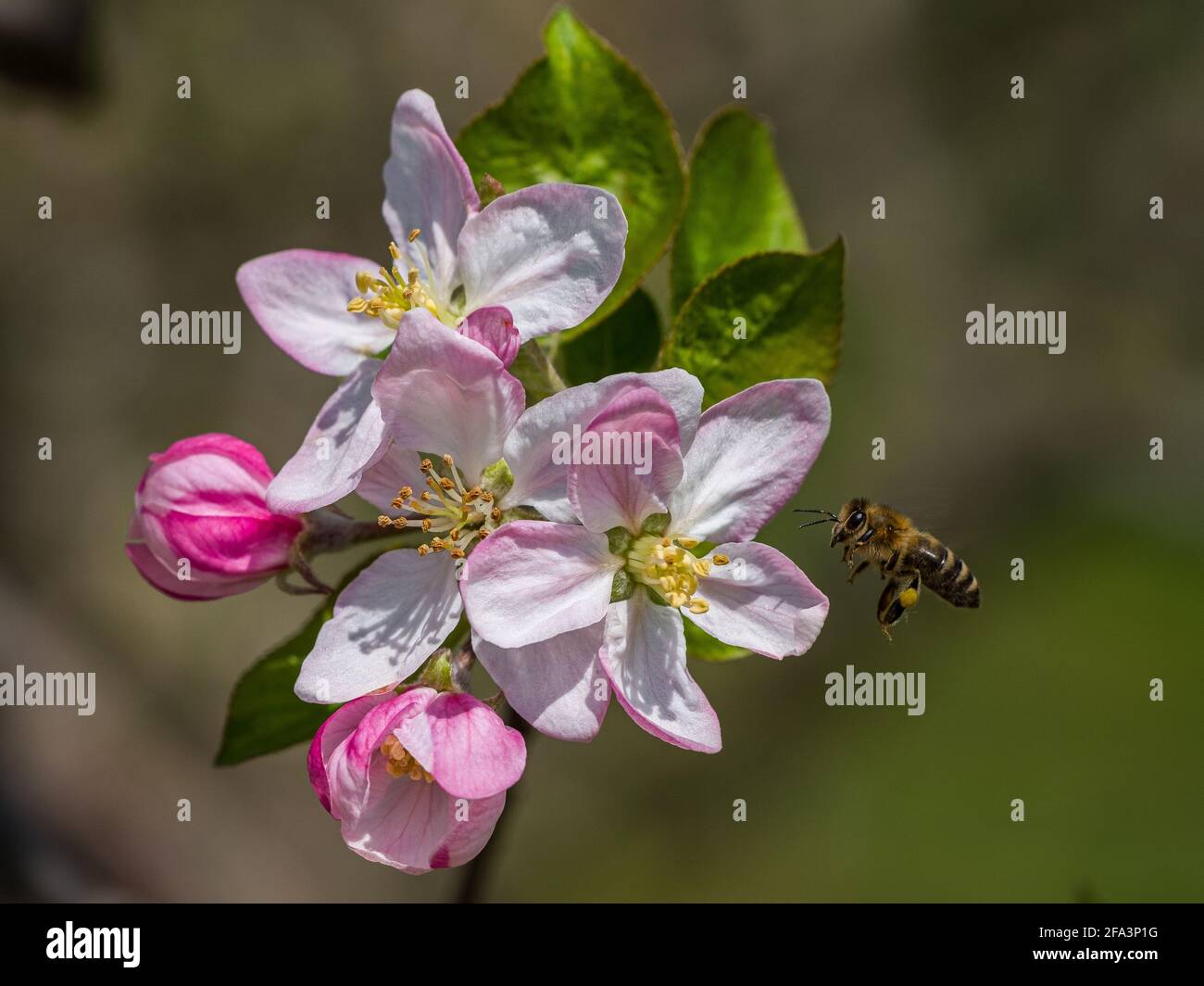 Closeup with apple tree flowers during spring. Stock Photo