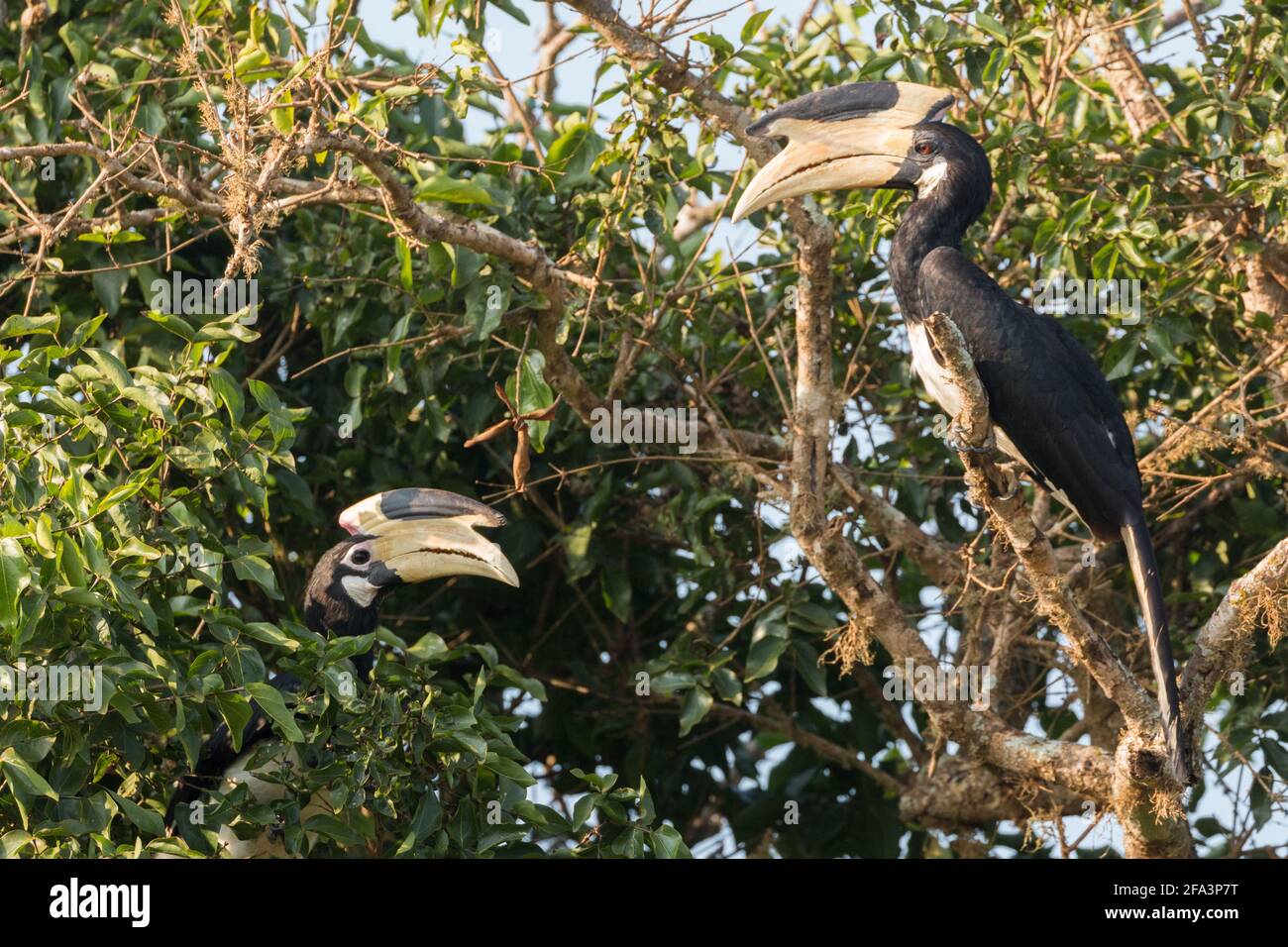 couple of wild asian hornbills sitting on branch at yala national park in march 2021 Stock Photo