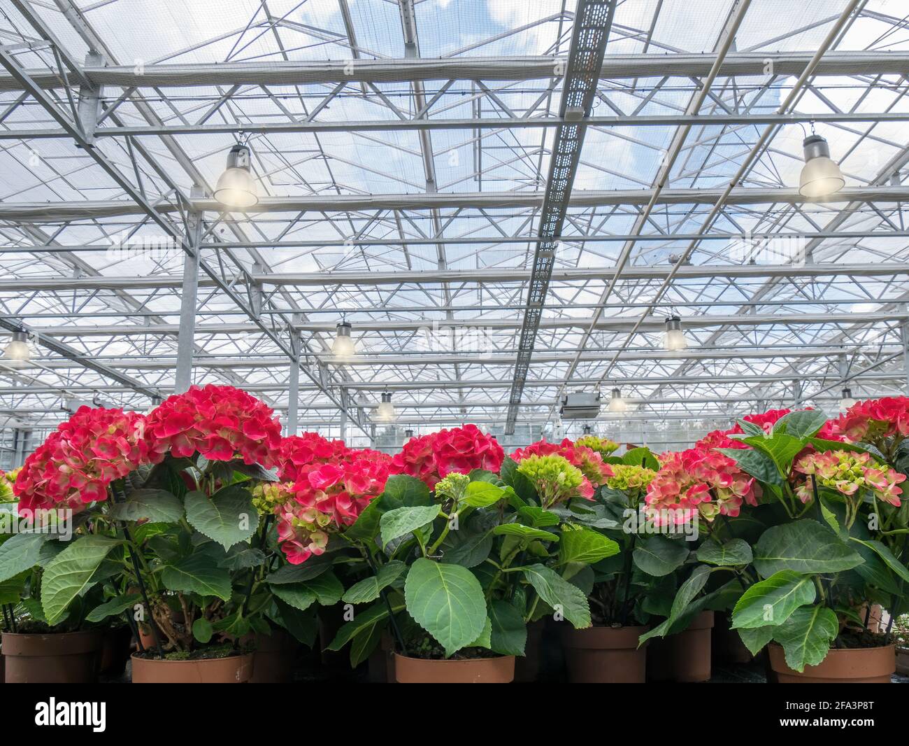 Indoor flower nursery with growing Hortensia Stock Photo