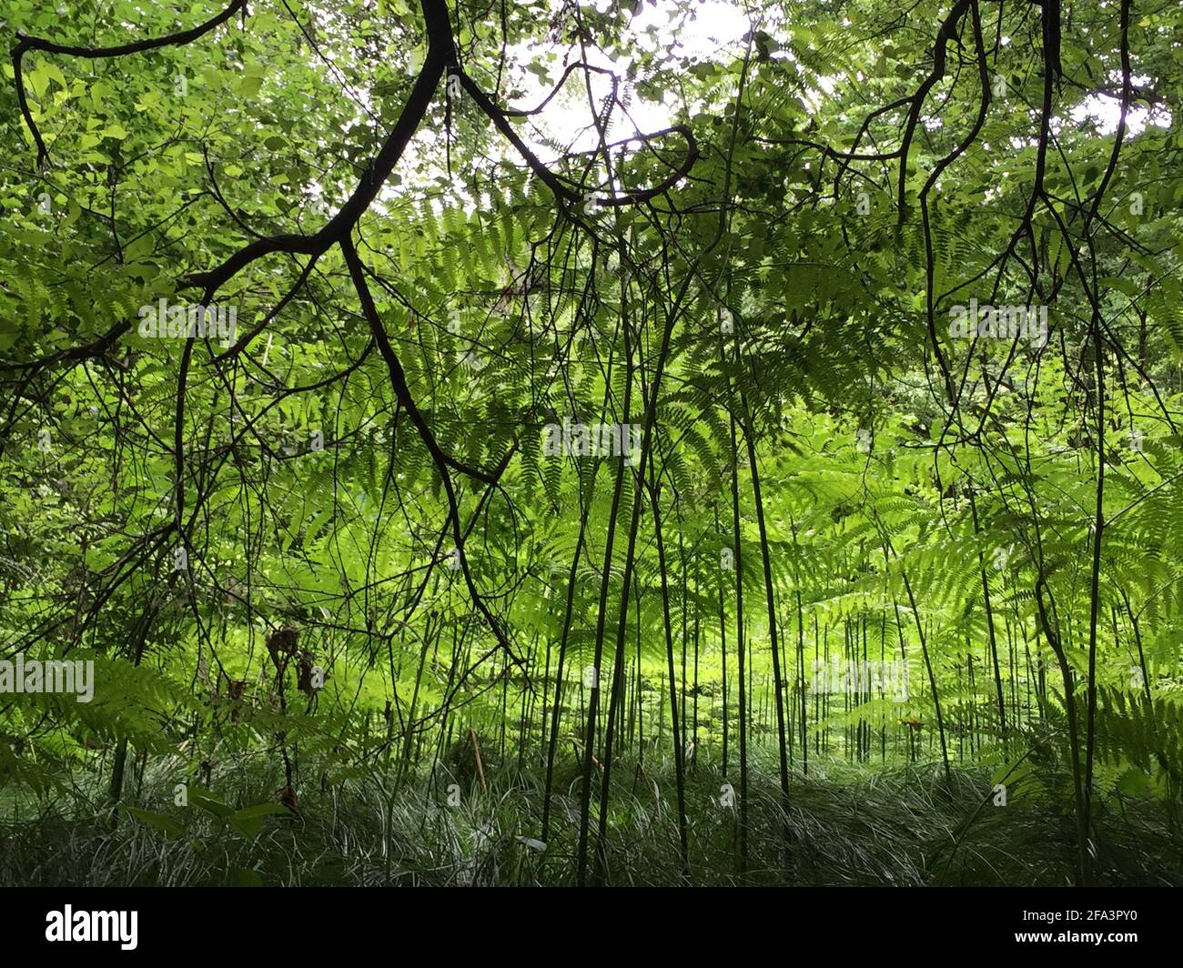 deep fern forest in summer Stock Photo