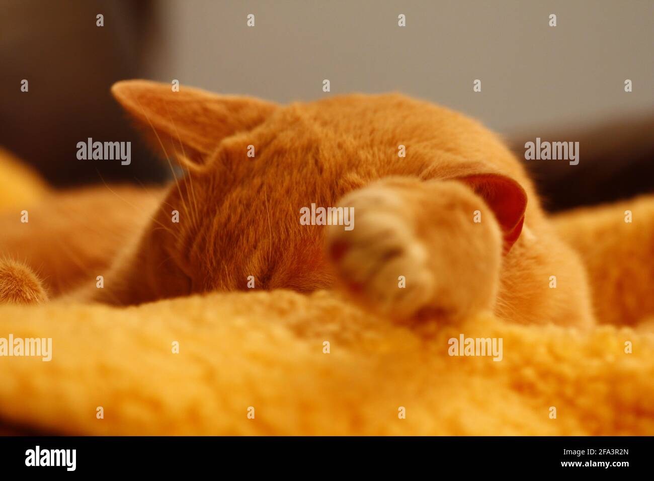 Cream Tabby Cat Sleeping on Sheep Skin Stock Photo Alamy