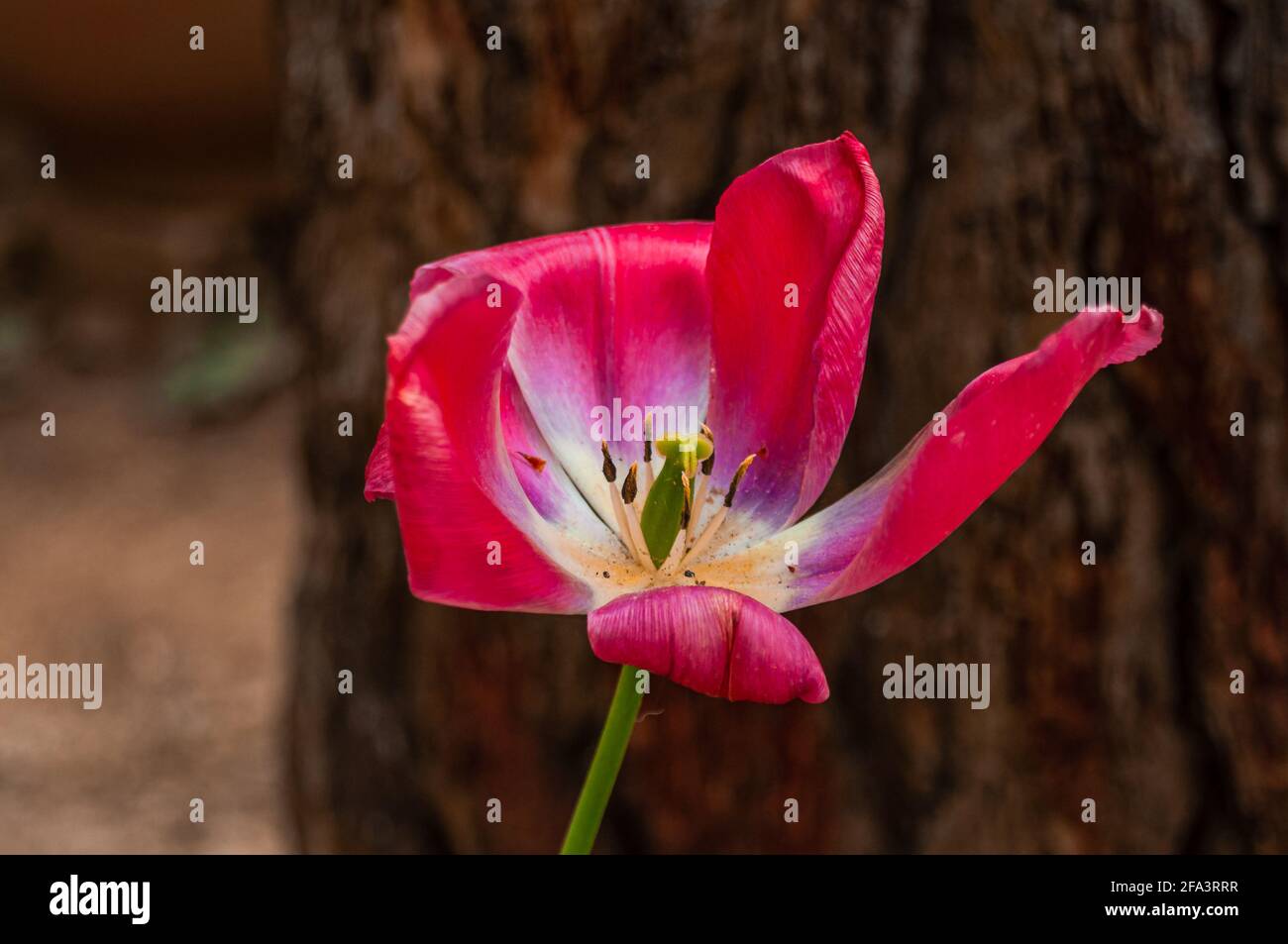 Pink Tulip Full Of Pollen Stock Photo Alamy