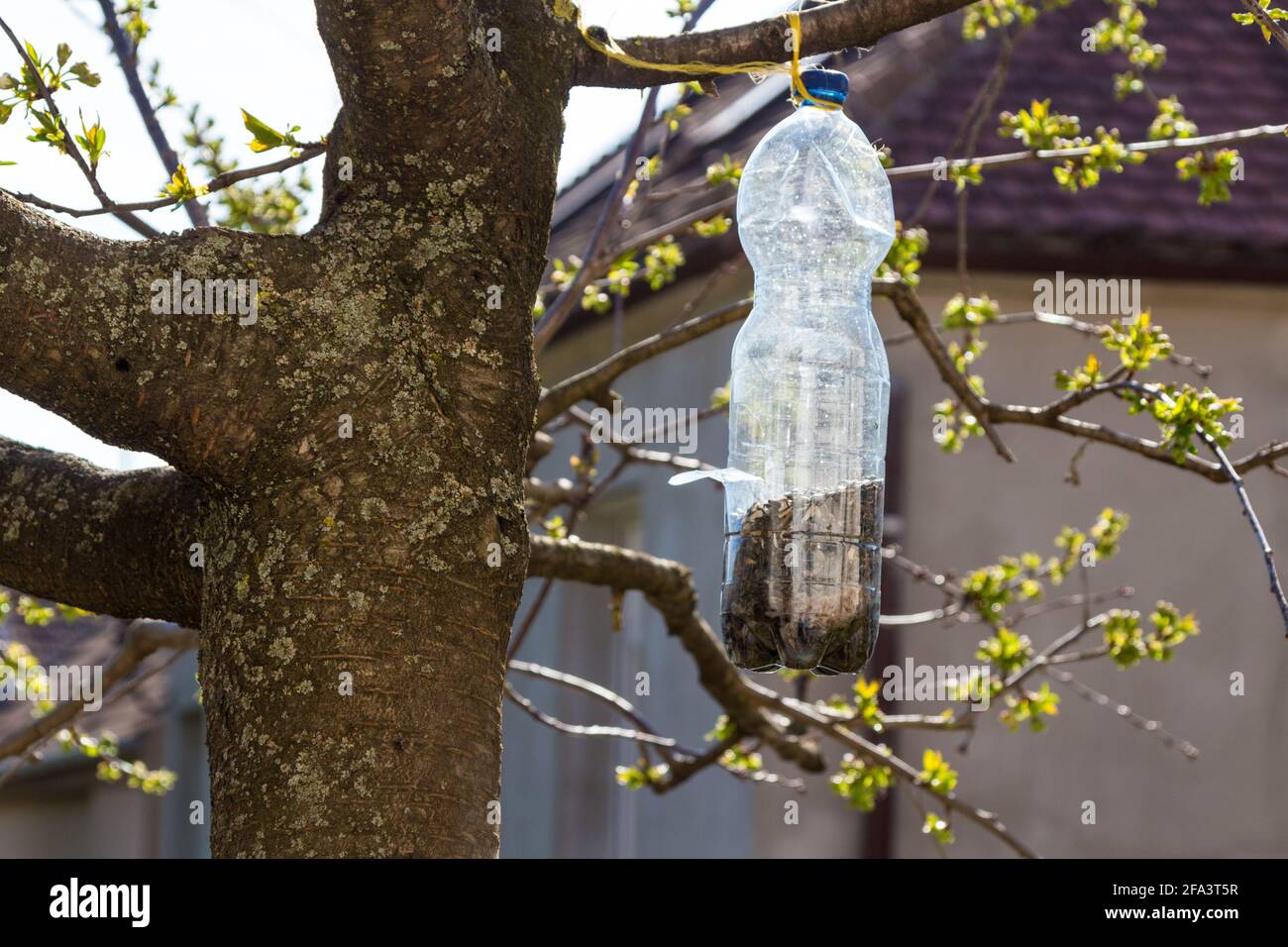 Bird feeder made of reused plastic bottle hung on tree branch full of sunflower seeds, Sopron, Hungary Stock Photo