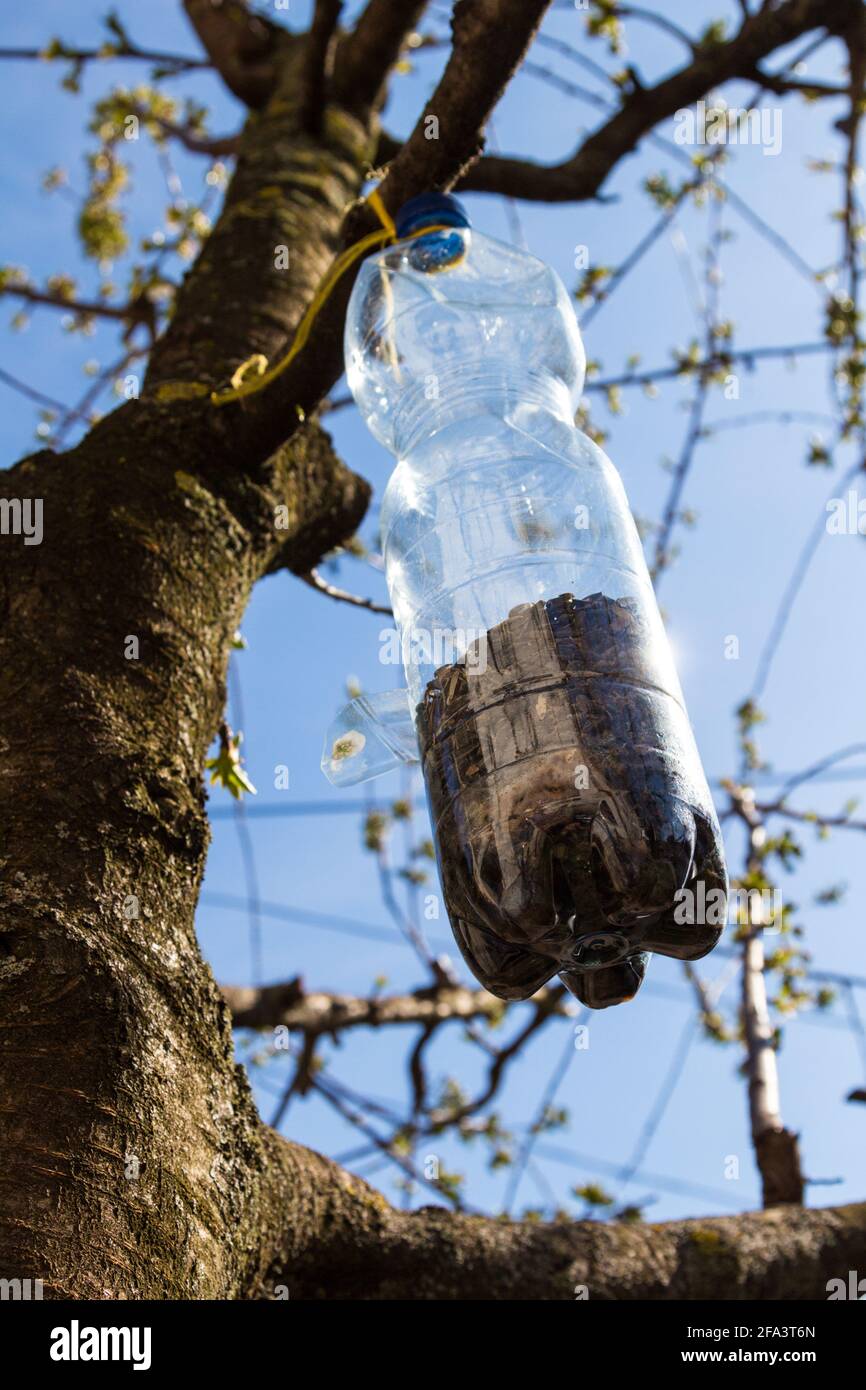 Bird feeder made of reused plastic bottle hung on tree branch full of sunflower seeds, Sopron, Hungary Stock Photo