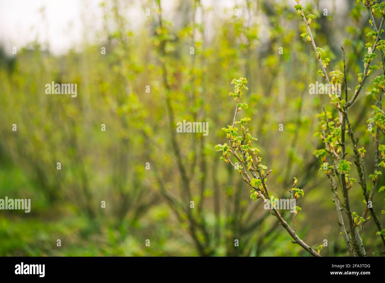 fresh new buds on currant branches at springtime farm garden background Stock Photo