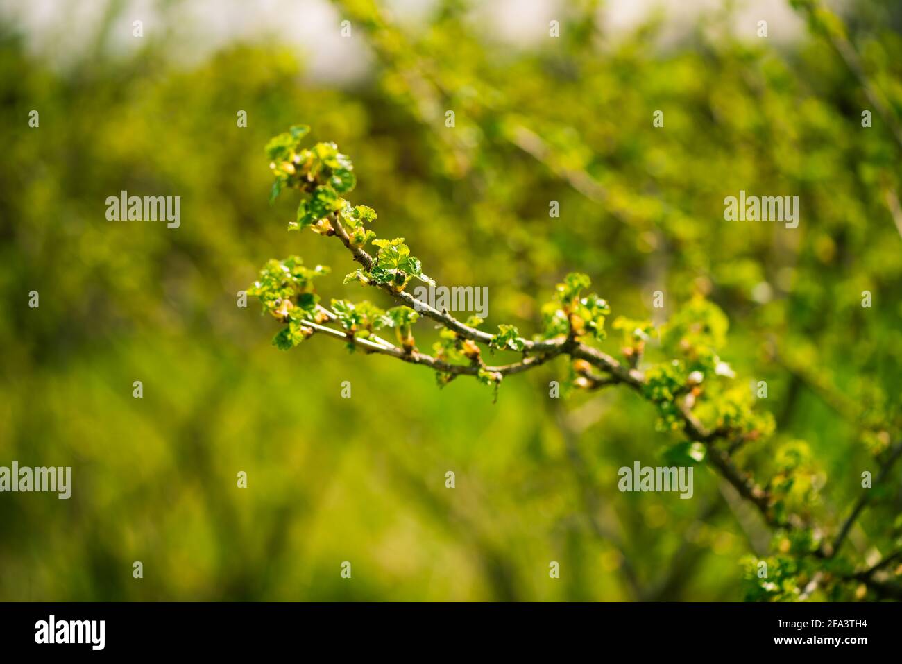 fresh new buds on currant branches at springtime farm garden background Stock Photo