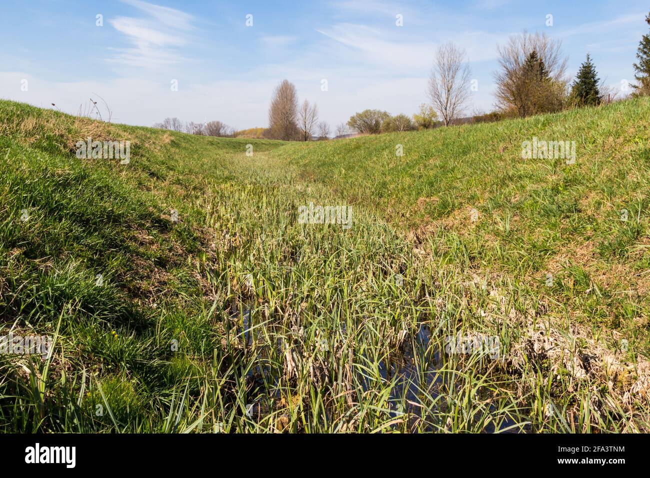 Streambed overgrown with greater pond sedge Carex riparia, brook Ikva, Sopron, Hungary Stock Photo