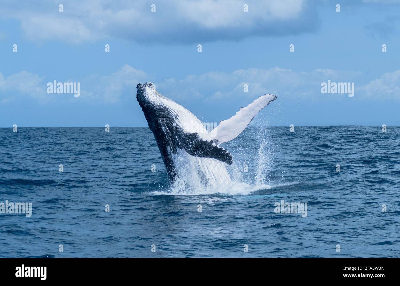 Blue whale breaching hi-res stock photography and images - Alamy