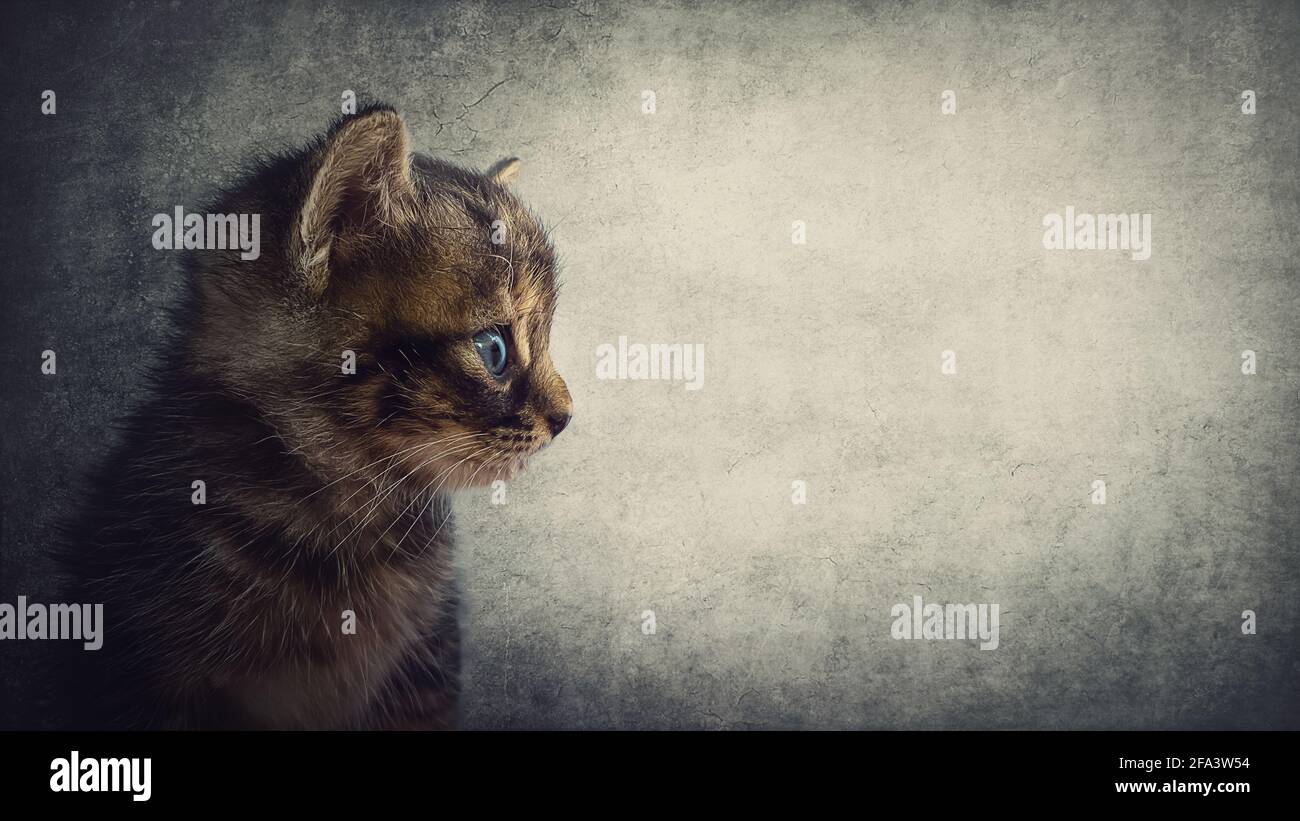 Side view close up portrait of an adorable kitten looking curious, isolated on a gray wall background with copy space for advertising. Cute little cat Stock Photo
