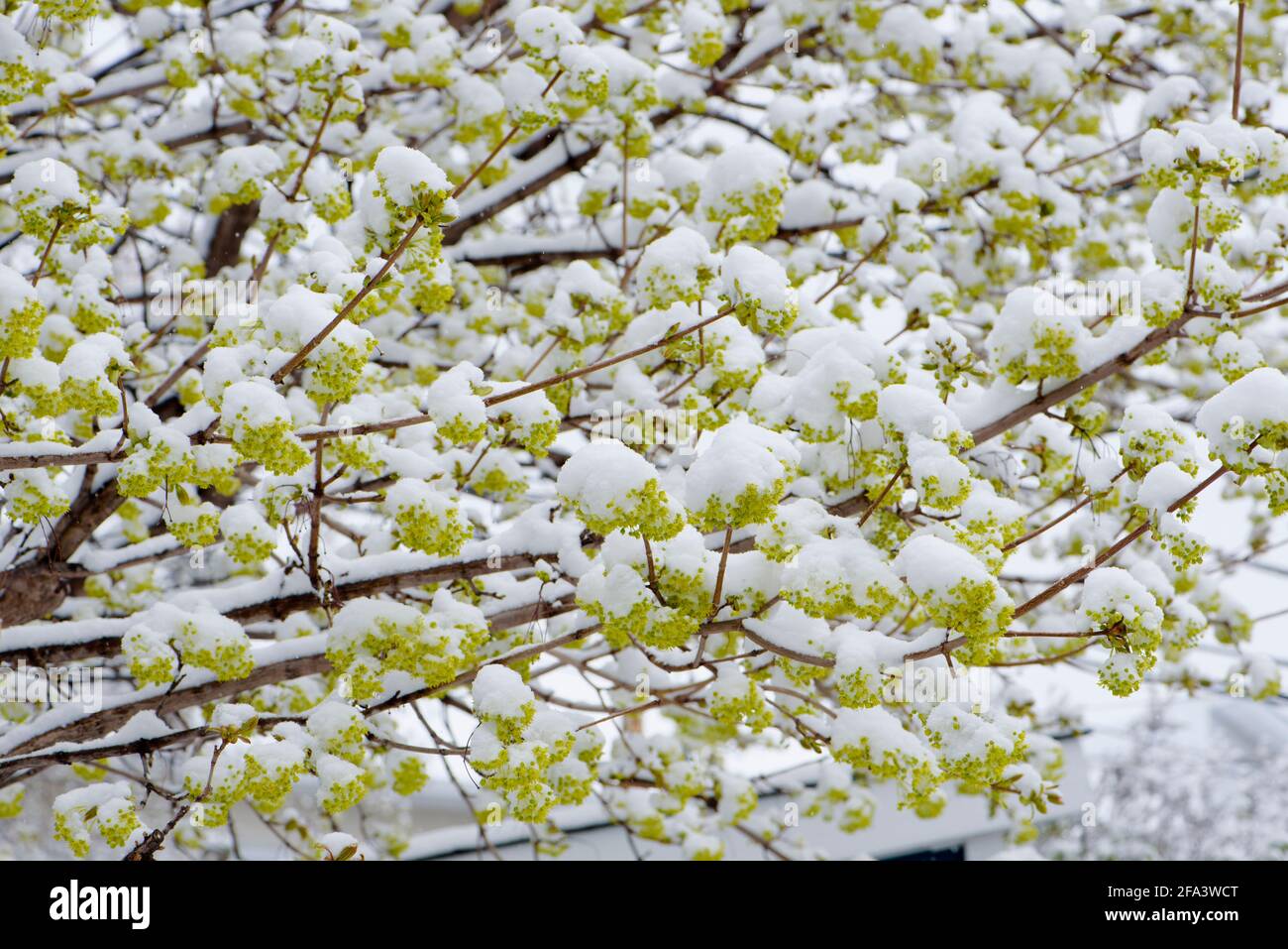 Maple blossoms covered in snow after an early spring snowfall. Stock Photo