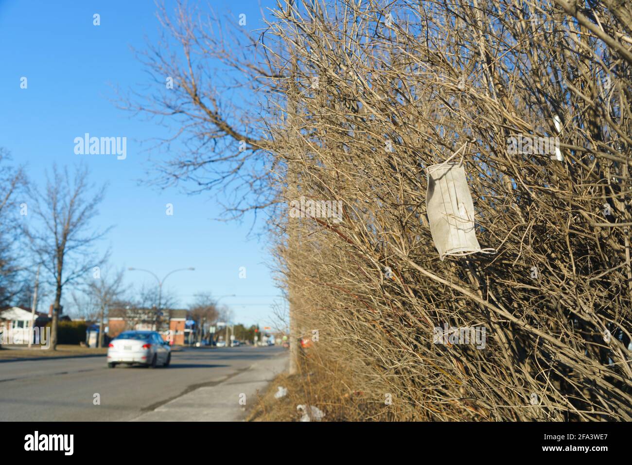 Face mask discarded in  a bush during the Covid-19 pandemic. Stock Photo