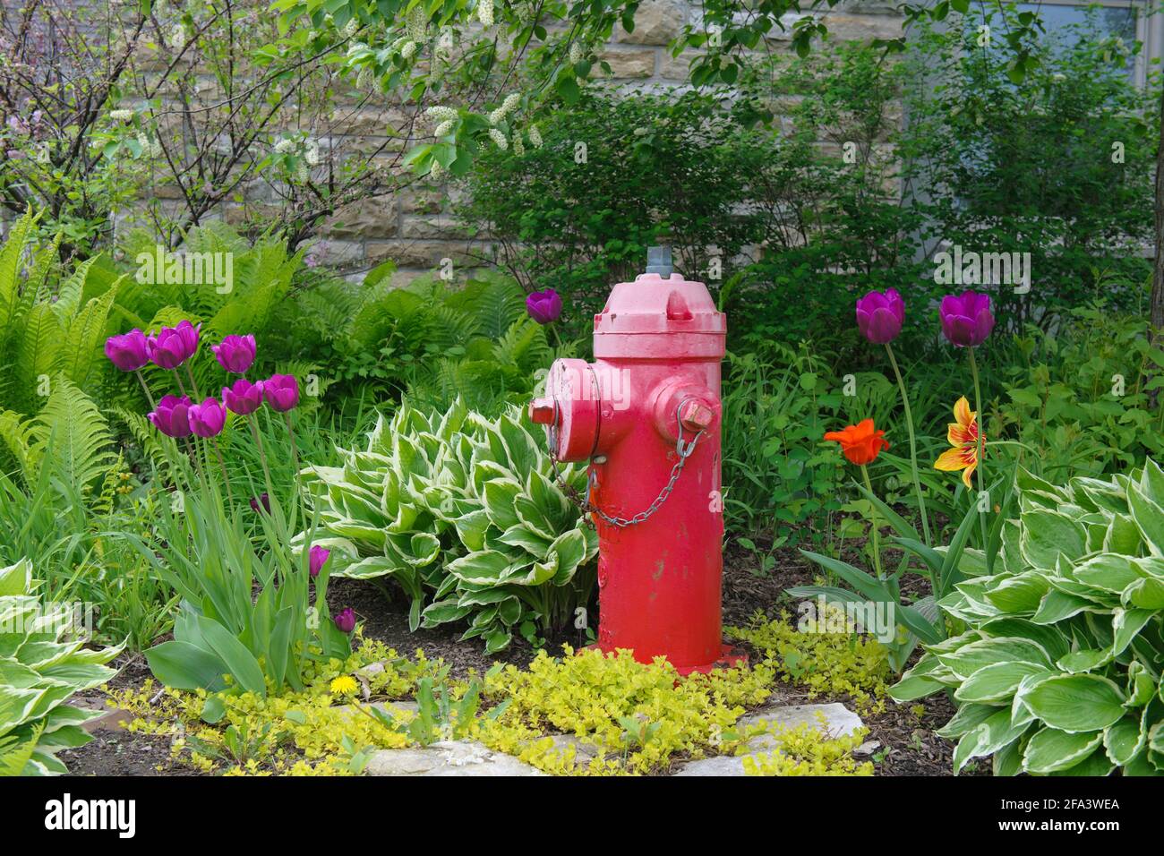 Red fire hydrant in a flowerbed. Stock Photo