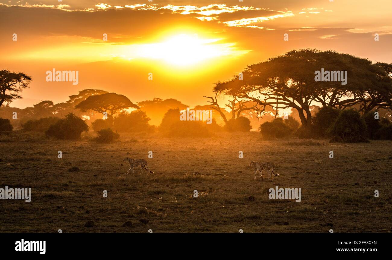 African savannah landscape beautiful hi-res stock photography and ...
