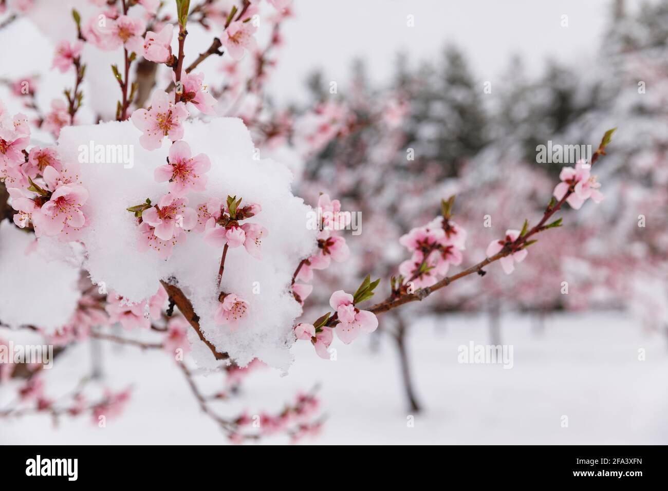 Orchard in bloom hires stock photography and images Alamy