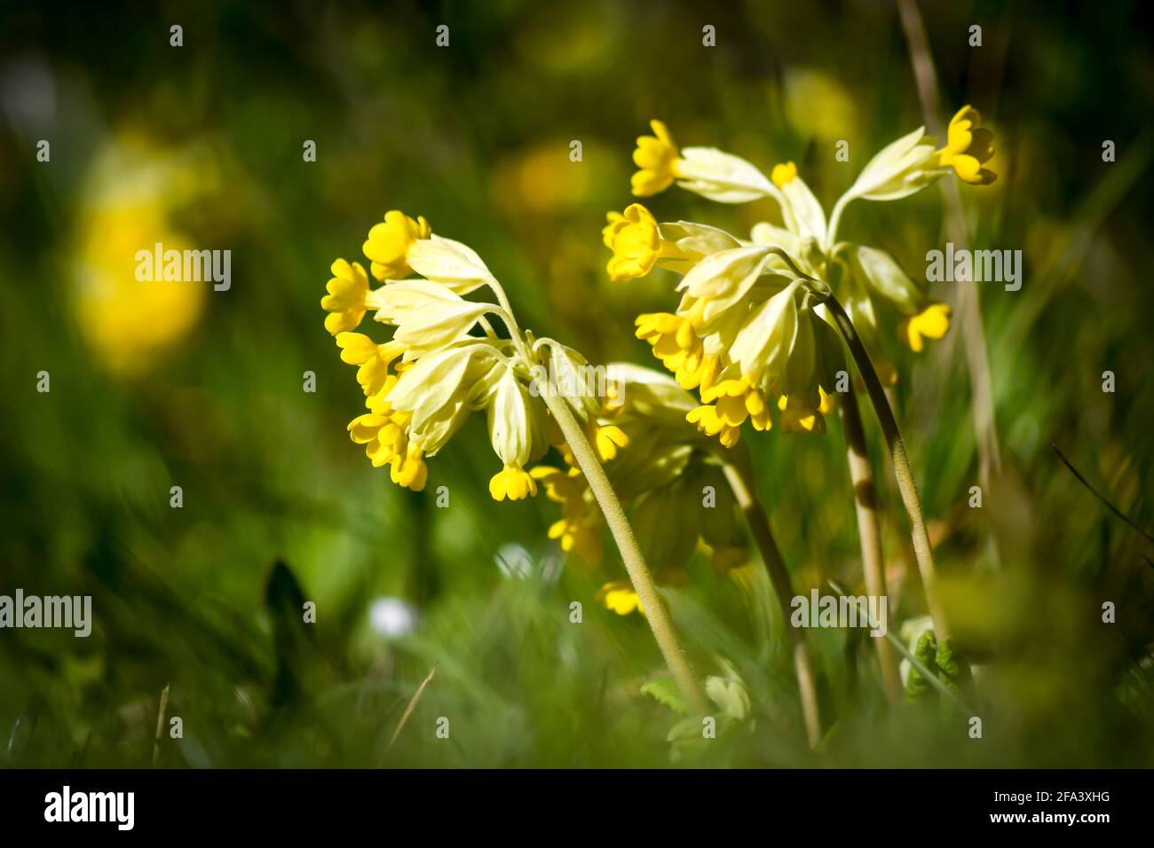 cowslip on flower Stock Photo