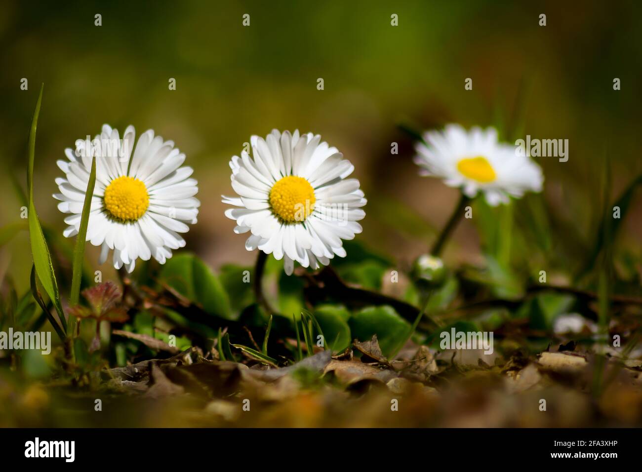 common daisy Stock Photo
