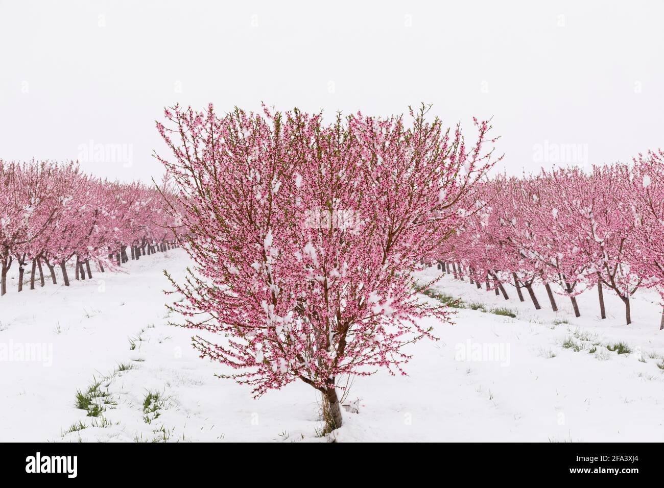 Canada,Ontario, Niagara on the Lake, Peach orchard in bloom covered in a rare spring snowfall. Stock Photo