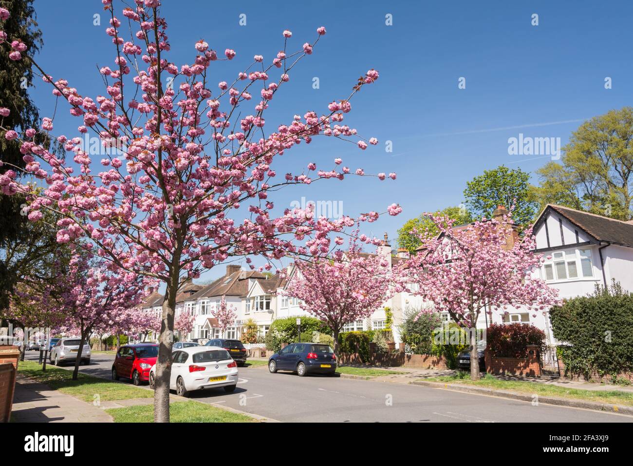 Pink cherry blossom Sakura trees (Prunus serrulata) on Staveley Road in Chiswick, west London