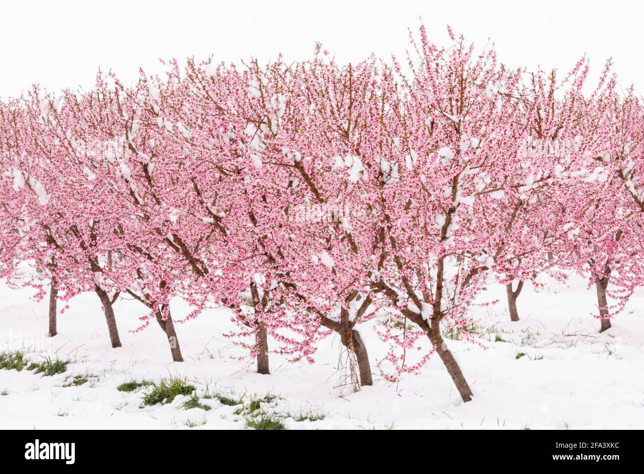 Orchard in bloom hires stock photography and images Alamy