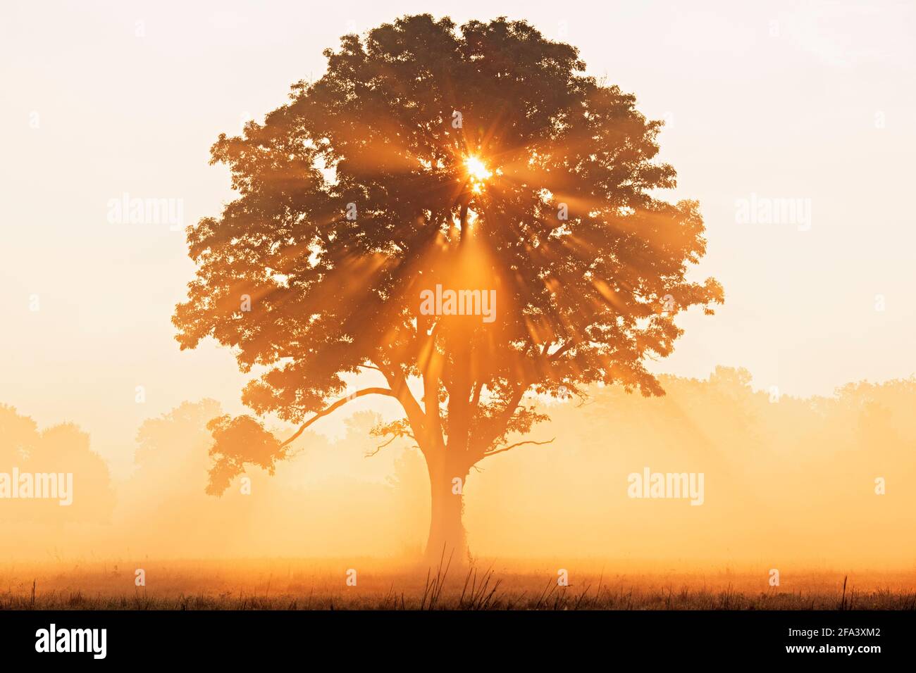 Majestic oak tree at sunrise with golden mist rising and sun rays emanating through tree branches Stock Photo