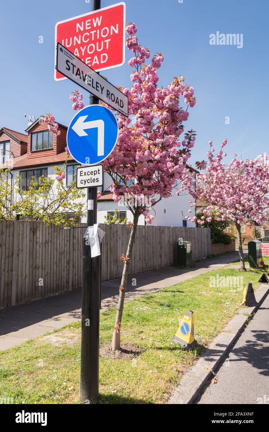 Pink cherry blossom Sakura trees (Prunus serrulata) on Staveley Road in Chiswick, west London