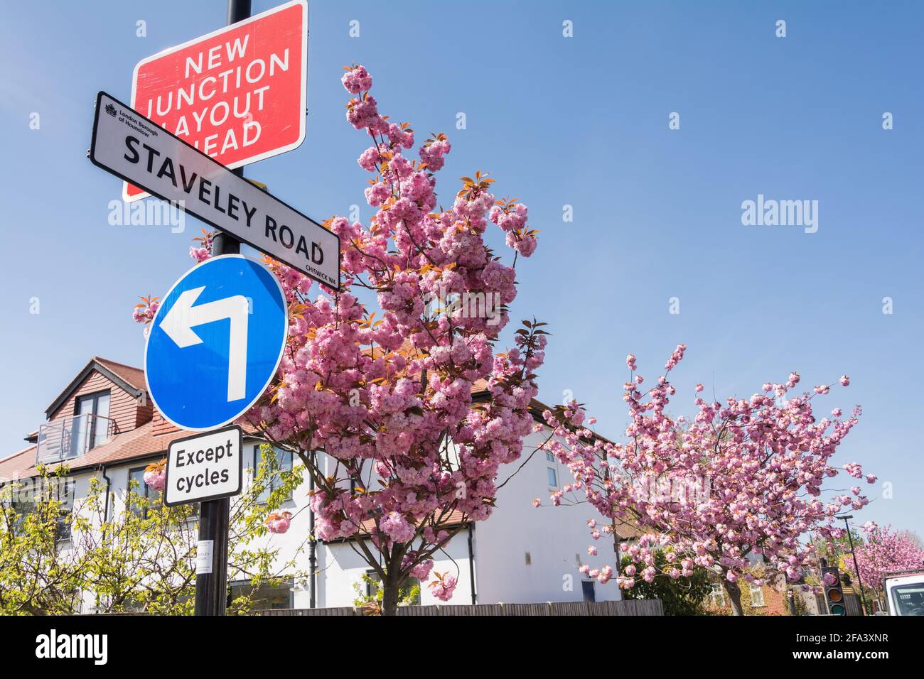 Pink cherry blossom Sakura trees (Prunus serrulata) on Staveley Road in Chiswick, west London, UK Stock Photo