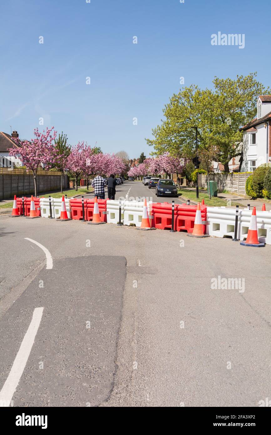 Traffic barrier and pink cherry blossom Sakura trees (Prunus serrulata) on Staveley Road in
