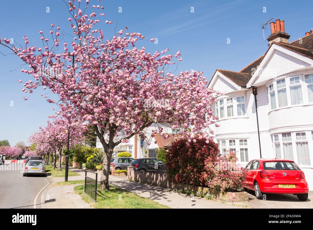 Pink cherry blossom Sakura trees (Prunus serrulata) on Staveley Road in Chiswick, west London, UK Stock Photo