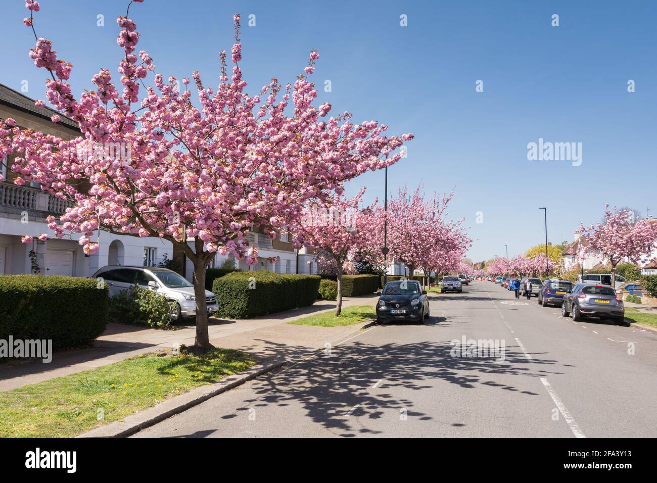 Pink cherry blossom Sakura trees (Prunus serrulata) on Staveley Road in Chiswick, west London, UK Stock Photo