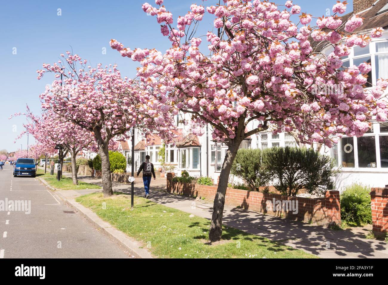 Pink cherry blossom Sakura trees (Prunus serrulata) on Staveley Road in Chiswick, west London, UK Stock Photo